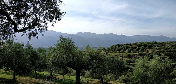 Sakellaropoulos Organic Farming is a long-standing producer of certified organic extra virgin olive oils and organic gourmet Kalamata olives in Peloponnese. Their olive groves are situated near Sparta, Lakonia, in an area where olive oil culture...