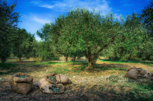 Sakellaropoulos Organic farming - Organic extra virgin olive oil. Enigma, syllektikon, oleastron gourmet flavoured extra virgin olive oil.