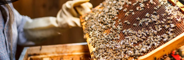 Stayia Farm - Vasilissa Pure Raw Honey from the Aegean island of Evia