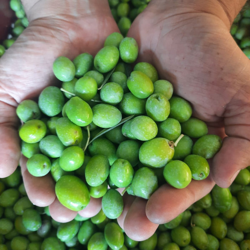Manaki Greek olive oil is a rare and unique olive variety that is very rich in antioxidants and polyphenols. Oleosophia's early harvest 100% Manaki monovarietal olive oil offers mild flavours and is very well-balanced. Buy Greek olive oil online for delivery anywhere in Australia.