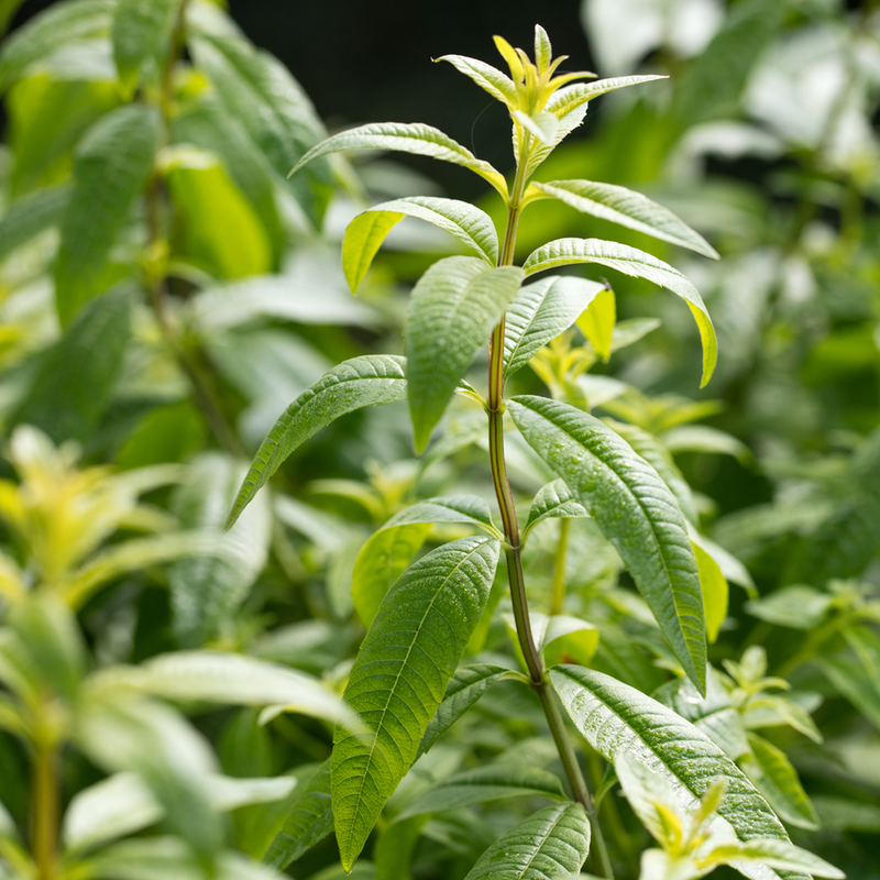 Premium Organic Lemon Verbena in Biodegradable Tea Bags